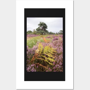 Dunwich Heather Posters and Art